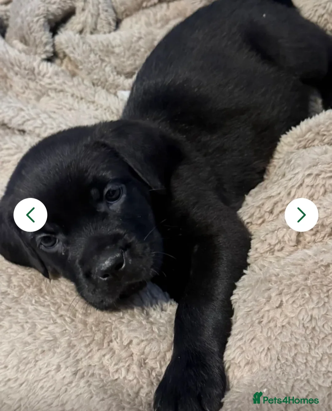 Mixed Breed dogs for sale: 11 week old girl for sale  - Advert 1