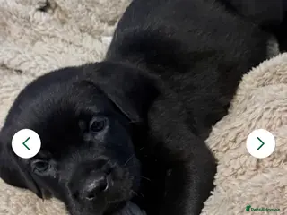 Mixed Breed dogs 11 week old girl for sale - Advert 14