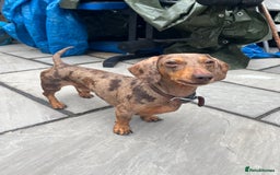 Miniature Dachshund dogs for stud: Beautiful miniature Dachshund for stud.  - Image 2