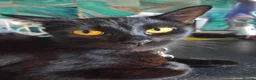 Mixed Breed cats for sale: Kittens for sale - Advert 2