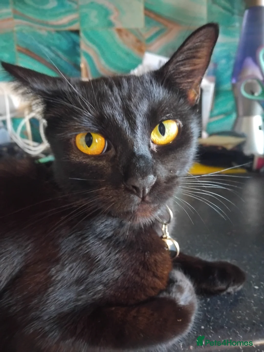 Mixed Breed cats for sale: Kittens for sale - Advert 2