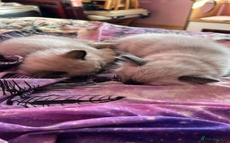 Ragdoll cats for sale: GCCF Ragdoll boy kittens - Advert 3