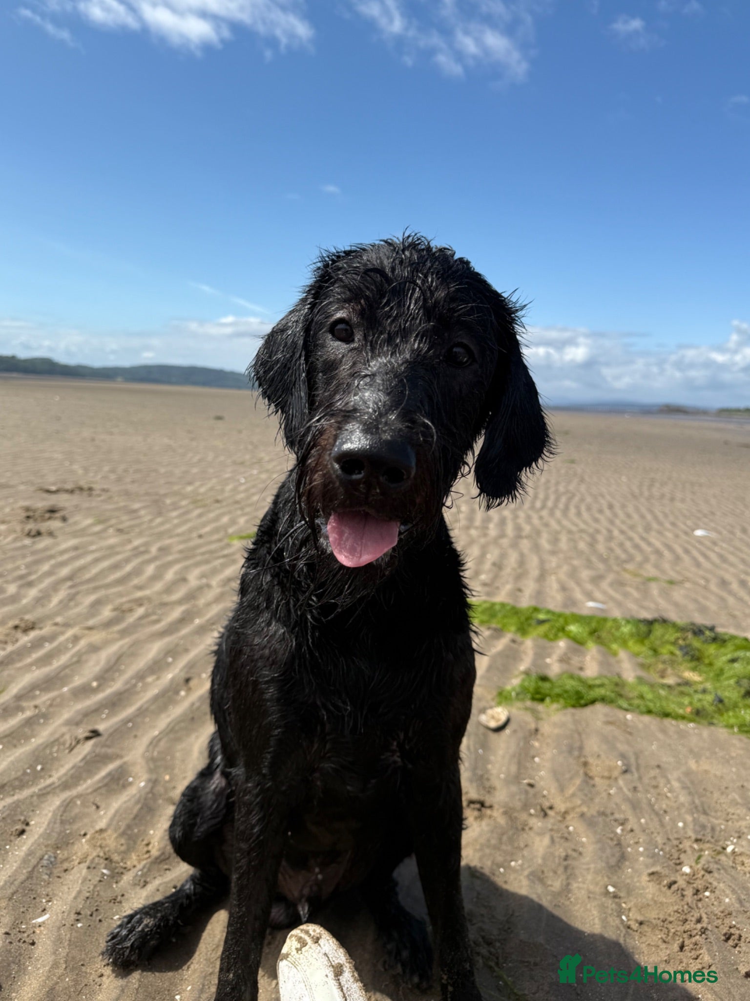 Labradoodle dogs Labradoodle for stud  - Advert 6