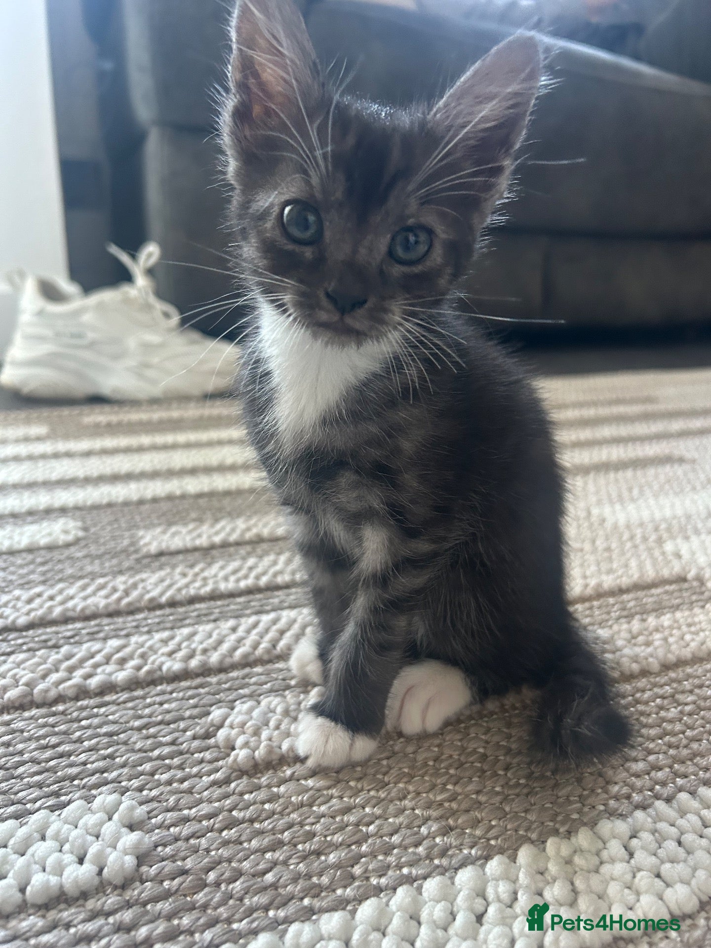 Mixed Breed cats Beautiful Mixed breed kittens(ready to leave now)  - Advert 15