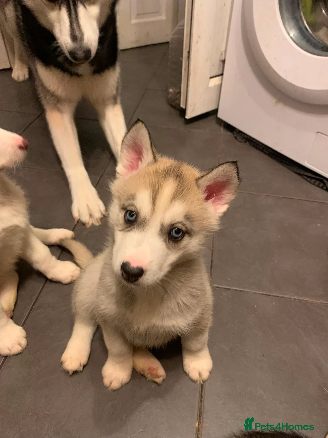 Siberian Husky dogs for sale: Gorgeous siberian husky puppy - Advert 2
