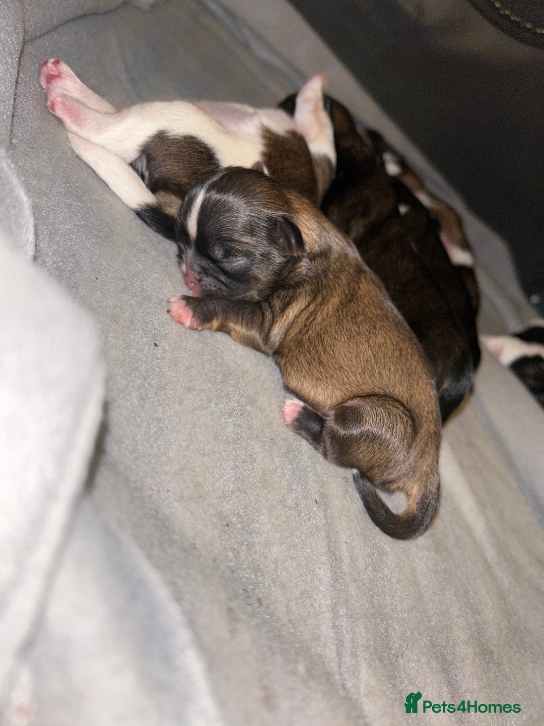 Shih Tzu dogs for sale: Beautiful shih Tzu puppies for sale  - Image 11