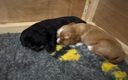 Sprocker dogs for sale: Sprocker Spaniel Puppies  - Image 6
