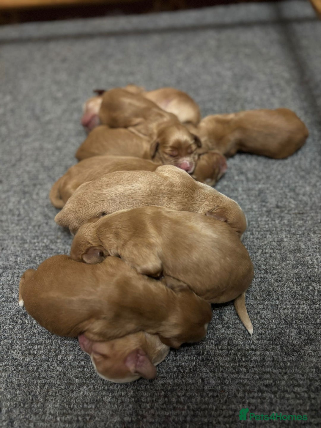 Cocker Spaniel dogs for stud: For Stud - Camsiscan Solaris Samurai  - Advert 2