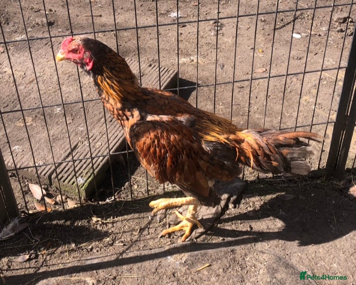 Chickens poultry Aseel Cockerel hatched October 2025 - Advert 1