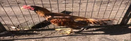 Chickens poultry for sale: Aseel Cockerel hatched October 2025 - Advert 1