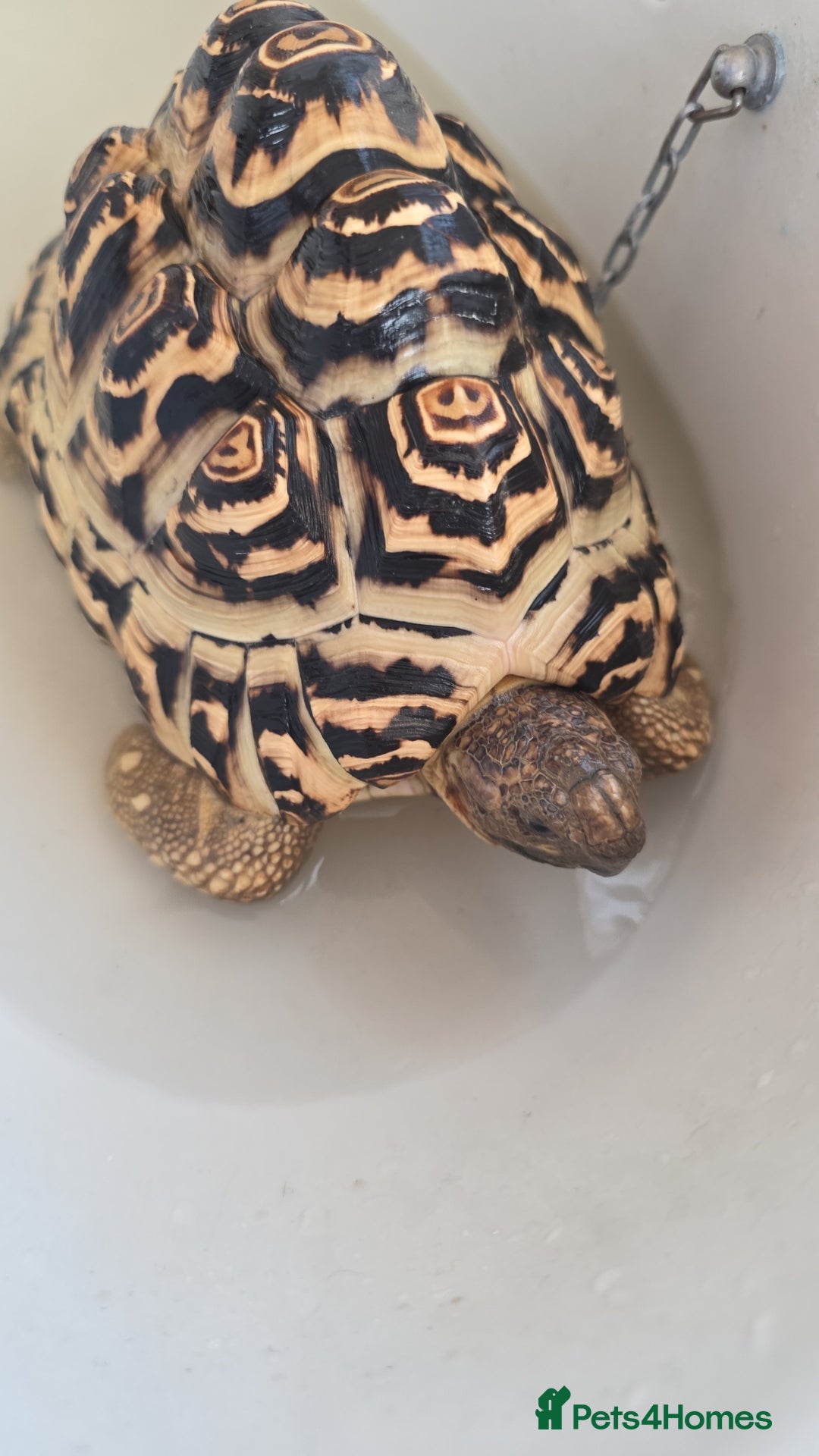 Tortoise reptiles for sale: Leopard Tortoise with enclosure - Advert 1