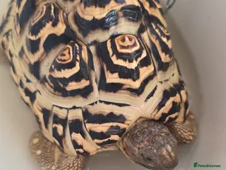 Tortoise reptiles Leopard Tortoise with enclosure - Advert 13