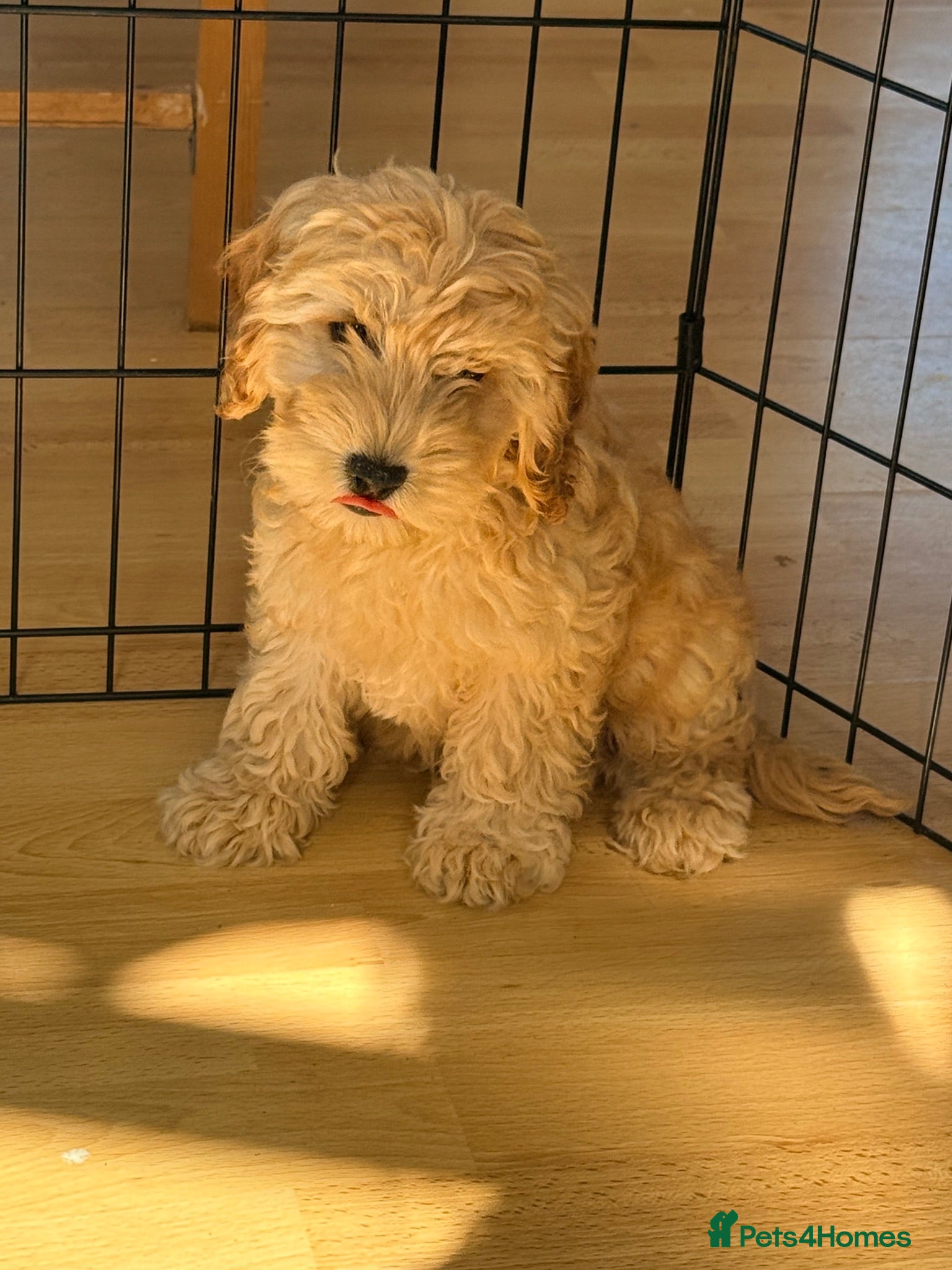 Cockapoo dogs GorgeousF1 apricot miniature cockapoo puppies  - Advert 16