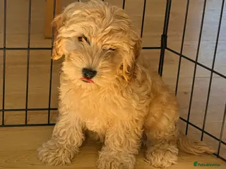 Cockapoo dogs GorgeousF1 apricot miniature cockapoo puppies - Advert 16
