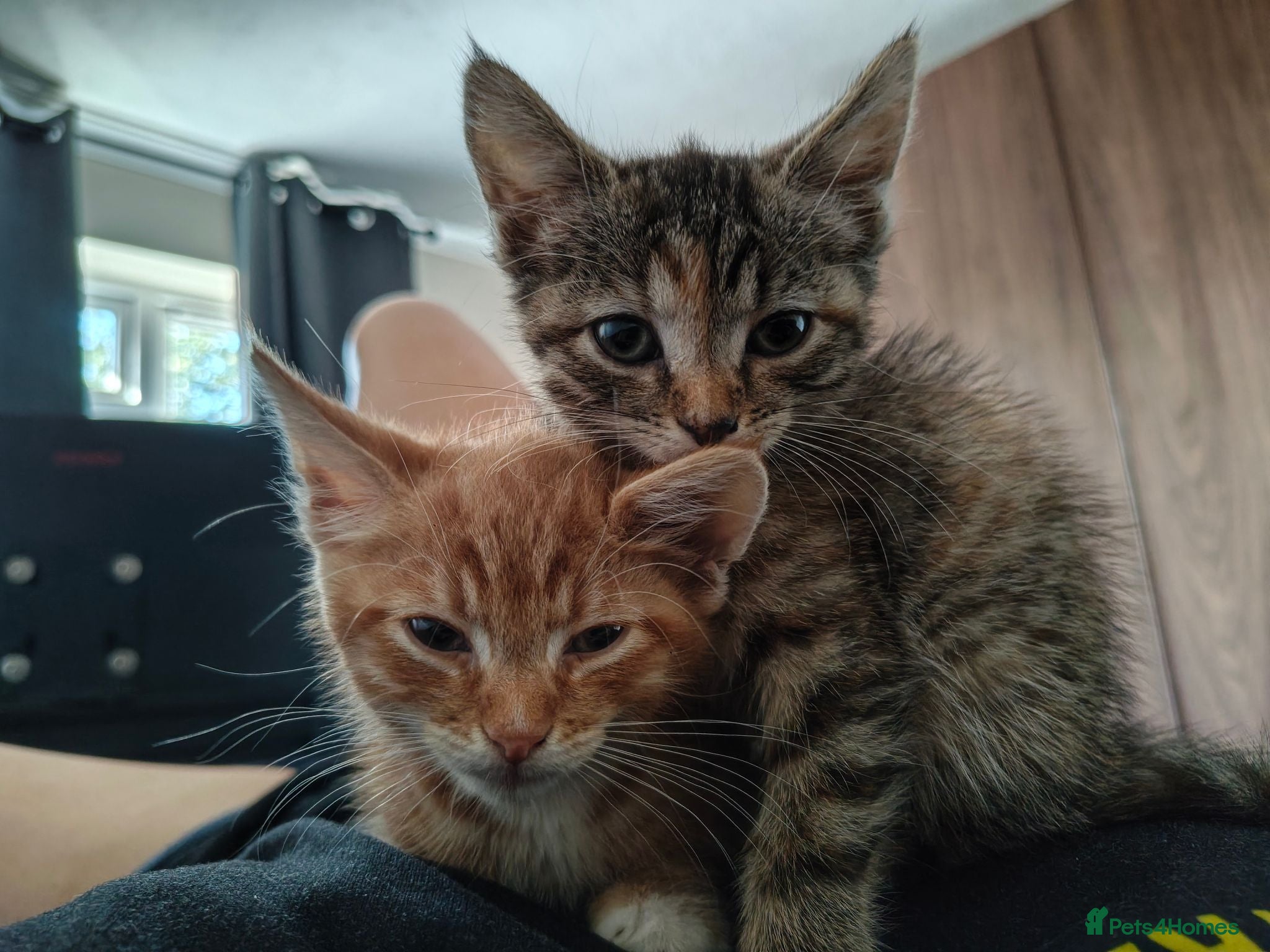 Mixed Breed cats 2 sibling kittens - Advert 1