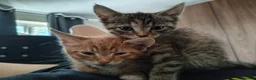 Mixed Breed cats for sale: 2 sibling kittens - Advert 1