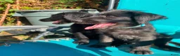 Mixed Breed dogs for sale: Rhoodle Puppies For Sale in King's Lynn - Advert 2