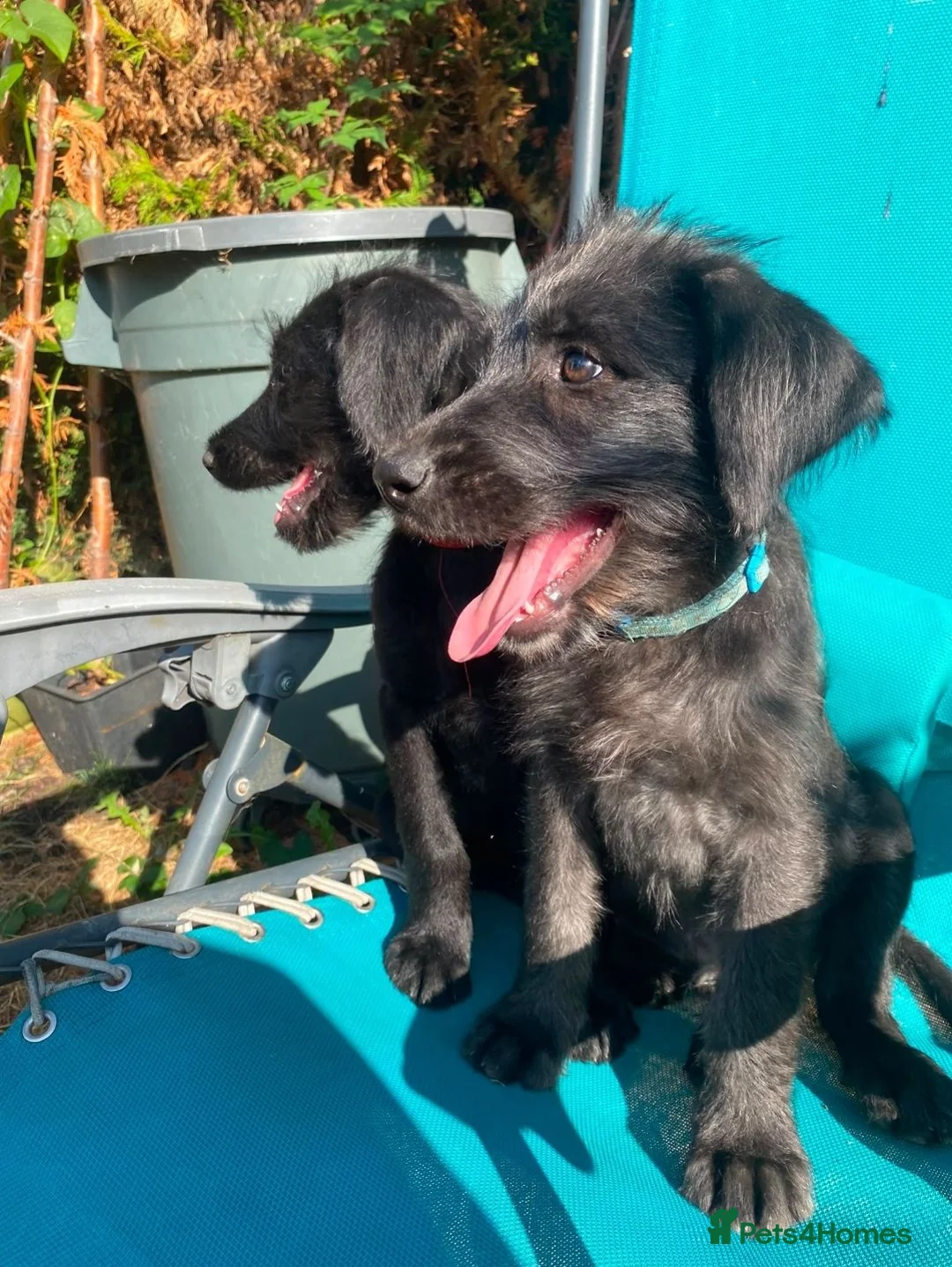 Mixed Breed dogs for sale: Rhoodle Puppies For Sale in King's Lynn - Advert 2