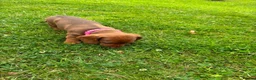 Miniature Dachshund dogs for sale: Beautiful Miniature Dachshunds 🐾 in Wednesbury - Advert 5