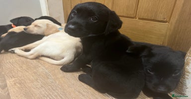 Labrador Retriever dogs - Advert 9