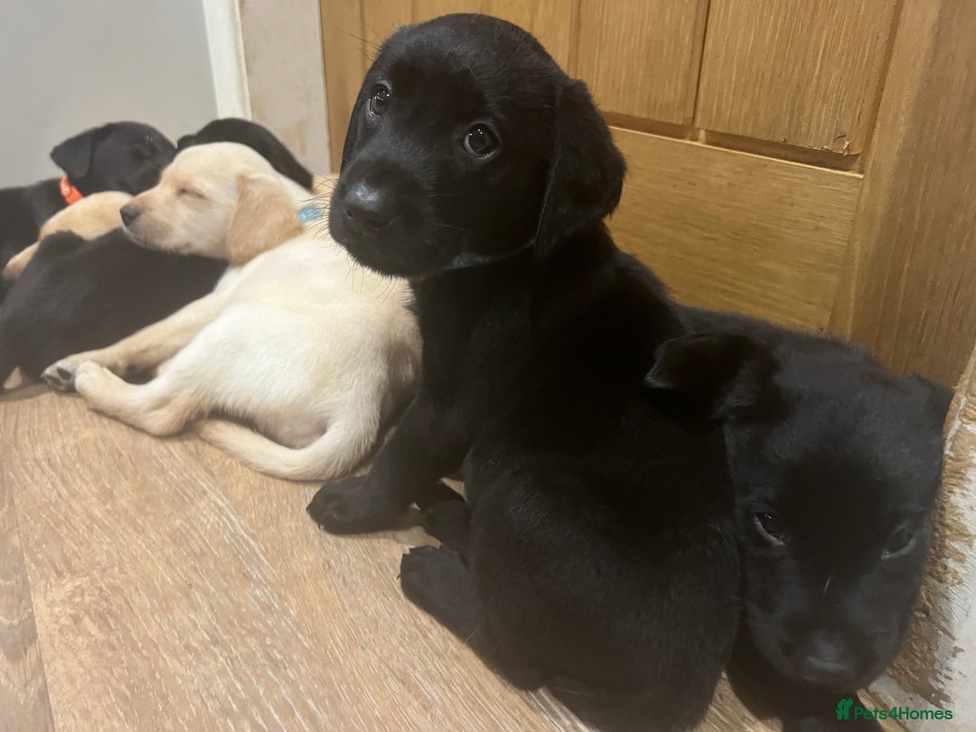 Labrador Retriever dogs for sale: Well bred Labrador puppies - Image 3