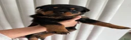 Rottweiler dogs for sale: Beautiful German bloodline Rottweiler puppies - Advert 10