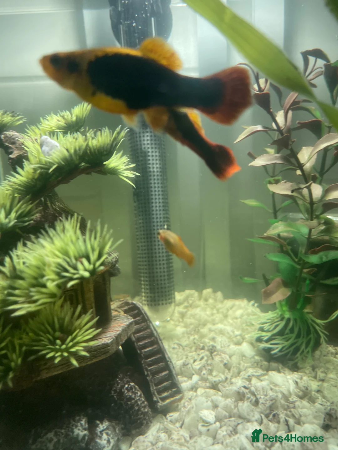 Other/Mixed Breed fish for sale: Guppy fry for sale £1 in Erith - Advert 2