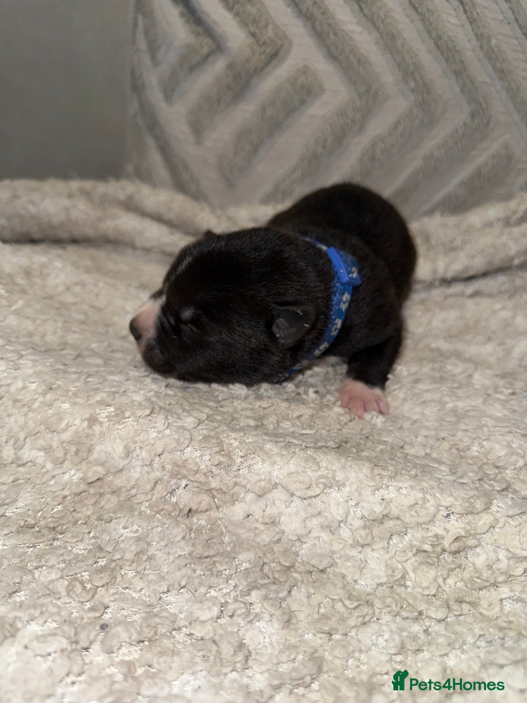 Mixed Breed dogs for sale: Cane corso mix Akita  - Image 31