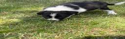 Border Collie dogs for sale: Border collie puppies  - Advert 27