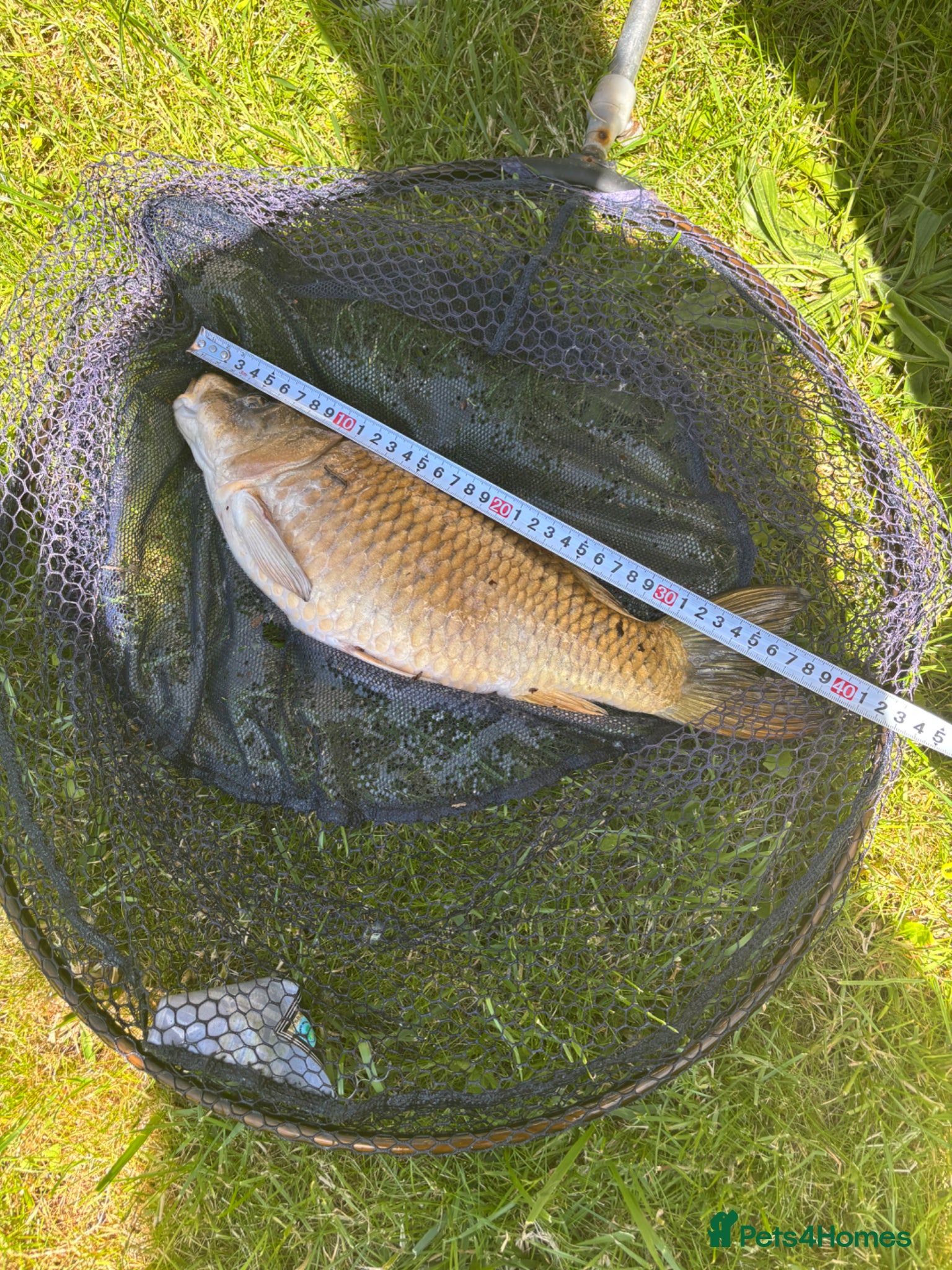 Koi Carp fish Pond closure - Advert 1
