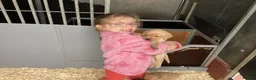 Labrador Retriever dogs for sale: Gorgeous litter - 3 sold already in Carluke - Advert 5