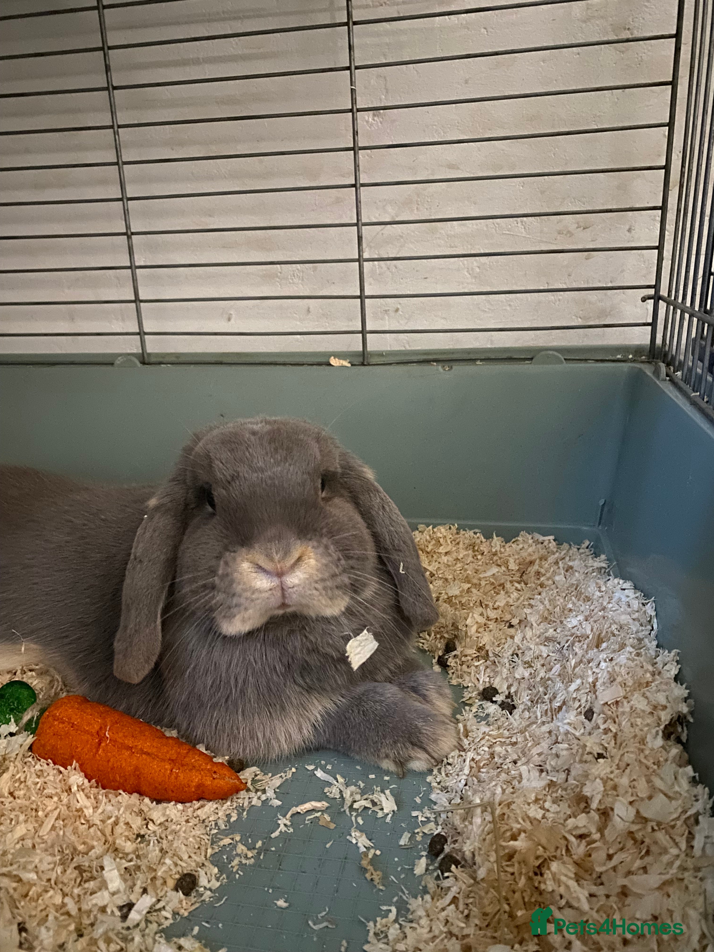 English Lop rabbits Sad sale of my gorgeous lop - Advert 14