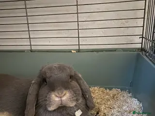 English Lop rabbits Sad sale of my gorgeous lop - Advert 14