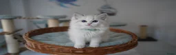 Ragdoll cats for sale: TICA registered kitten  - Advert 10
