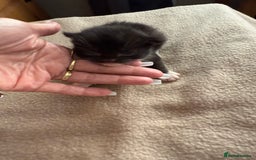 Mixed Breed cats for sale: Mixed breed tabby kittens  - Image 7
