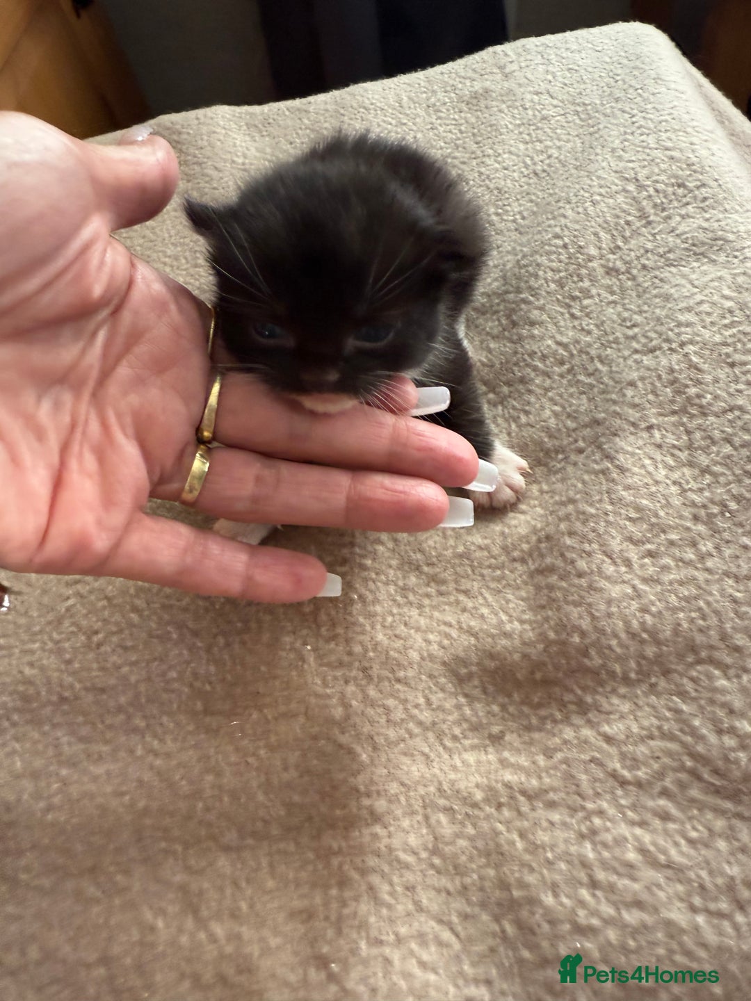 Mixed Breed cats for sale: Mixed breed tabby kittens  - Image 7
