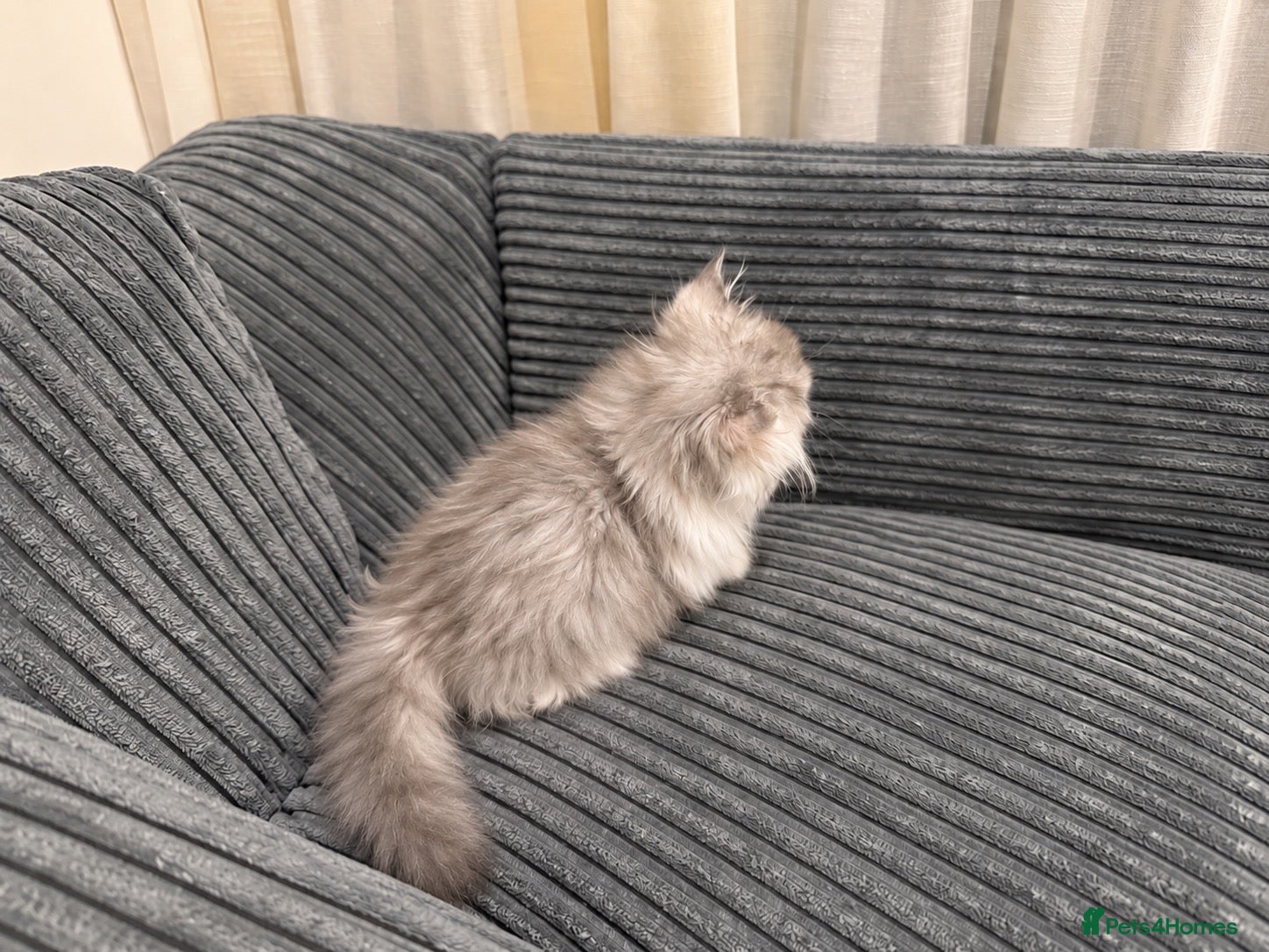 Napoleon cats Purebred Silver & White Short-Legged Minuet Girl  - Advert 2