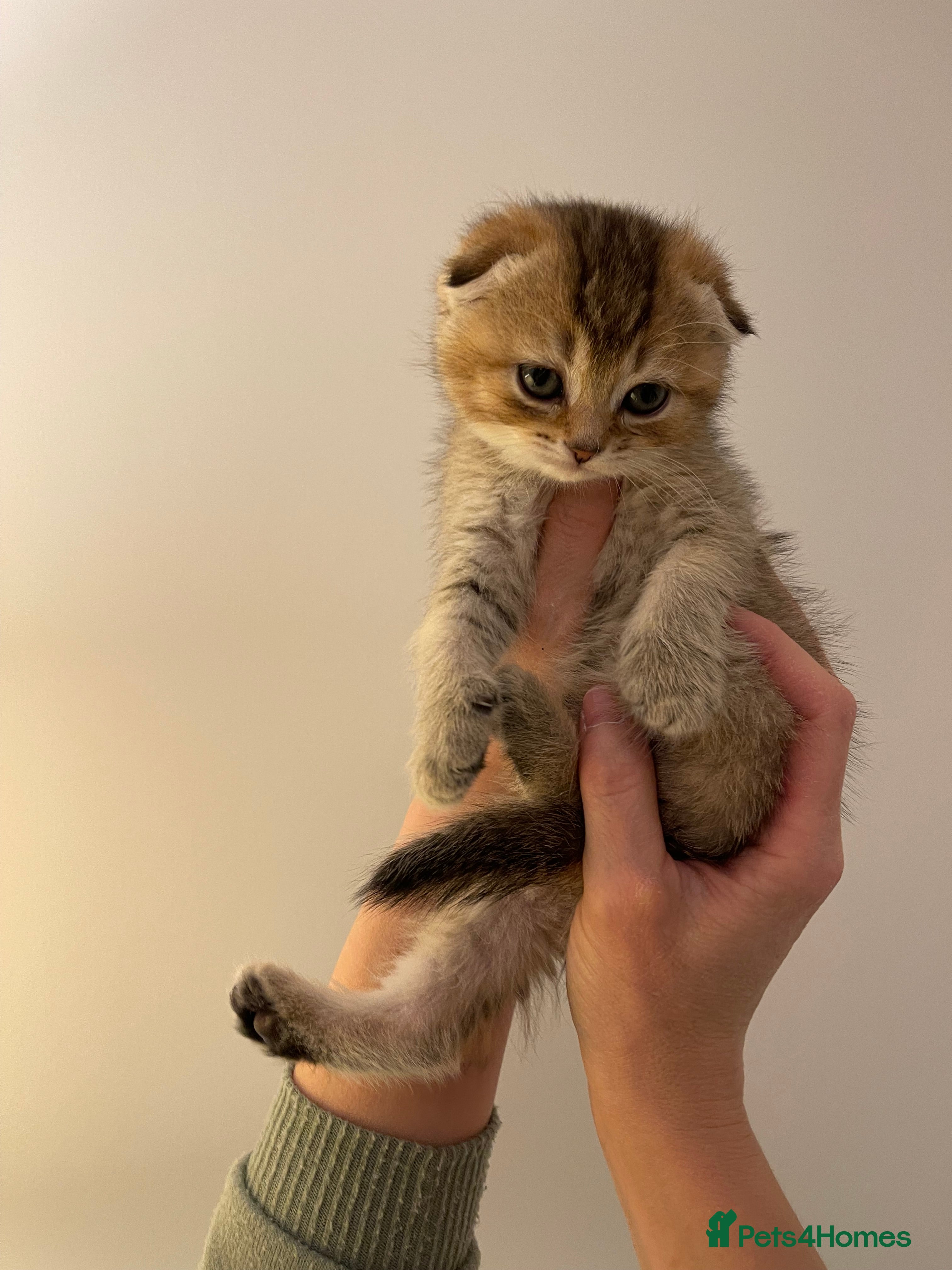 Scottish Fold cats LOVELY SCOTTISH FOLD CHINCHILLA SILVER KITTENS - Advert 2
