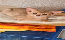 Abyssinian cats for sale: Abisinian kittens  - Image 22