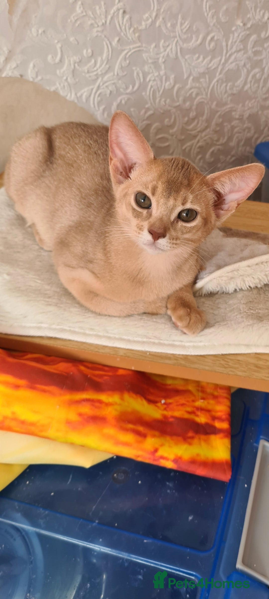 Abyssinian cats for sale: Abisinian kittens  - Image 22
