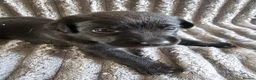 Labrador Retriever dogs for sale: Labrador Puppies - Advert 6