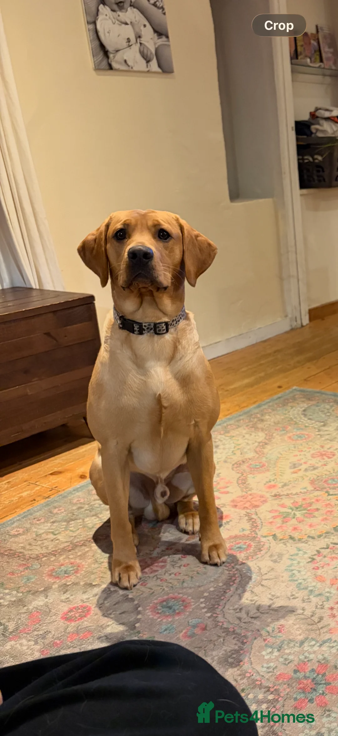 Labrador Retriever dogs for sale: Red male Labrador  in South Molton - Advert 4