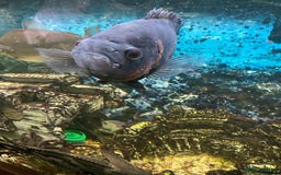 Cichlids fish for sale: Tiger Oscar fish  - Image 3
