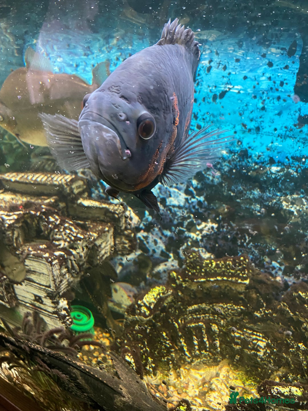 Cichlids fish for sale: Tiger Oscar fish  - Image 3