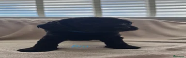 Cockapoo 2