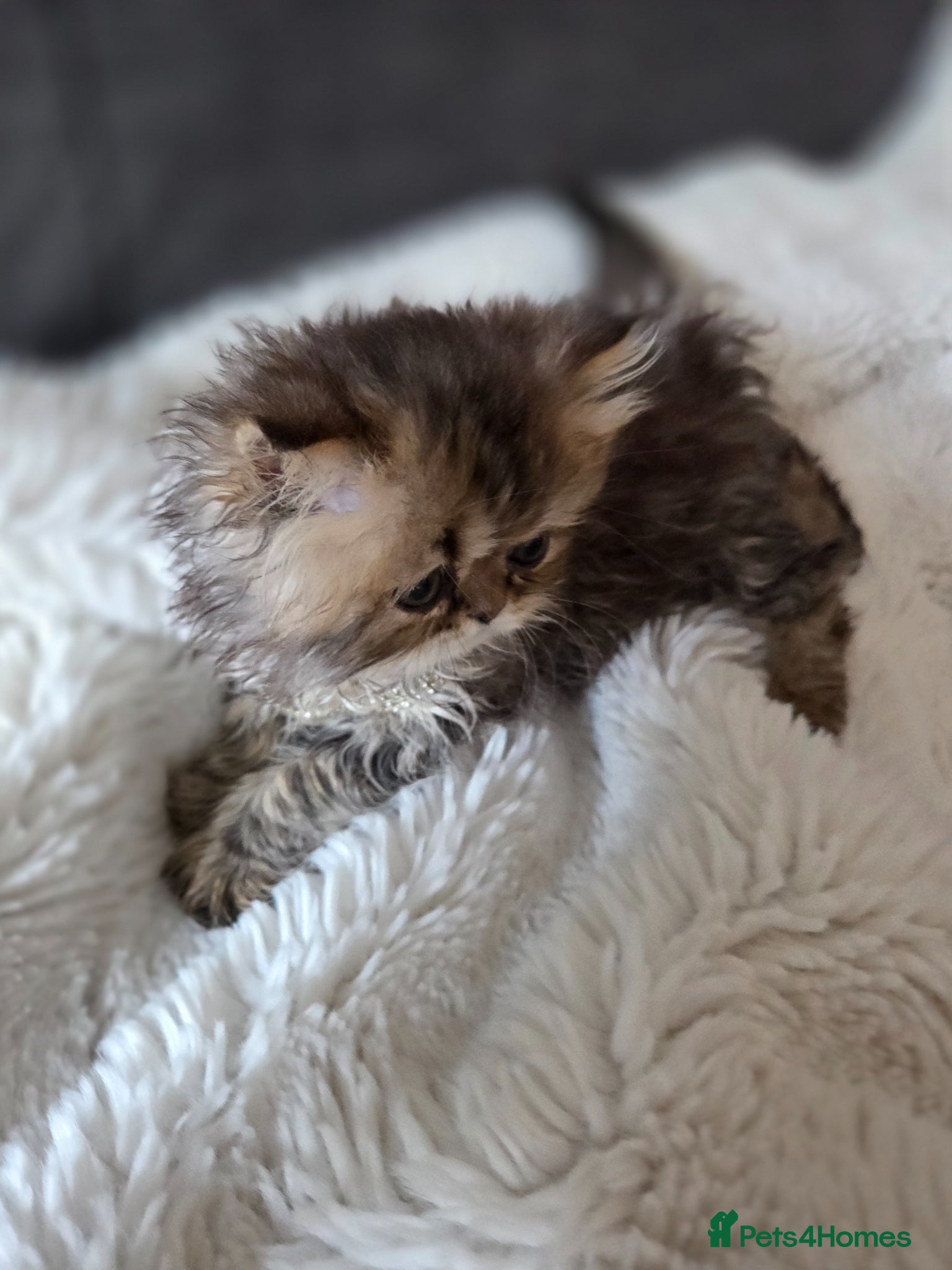 Persian cats for sale: Two Beautiful Persian male kittens  - Advert 6