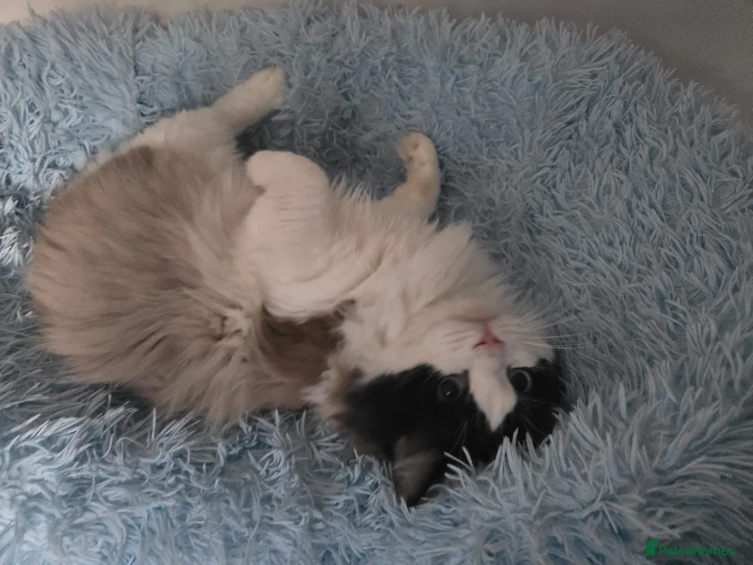 Ragdoll cats for sale: Seal bicolour boy, Active on GCCF/TICA - Advert 6