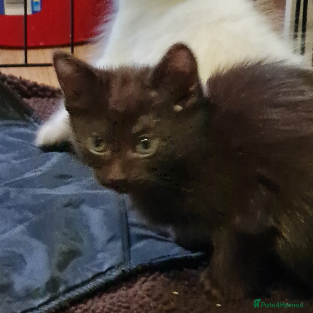 Ragdoll cats for sale: Ragdoll cross siamese kittens  - Image 5