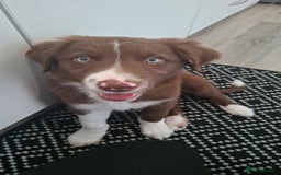 Border Collie dogs for sale: Border collie - Image 6
