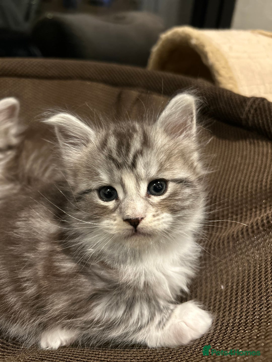Maine Coon cats for sale: Stunning Purebred Maine Coon Kittens 😺  - Advert 3